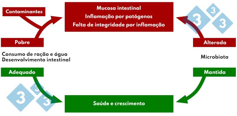 Quadro 4. Intera&ccedil;&atilde;o do consumo de ra&ccedil;&atilde;o e &aacute;gua na patologia intestinal.
