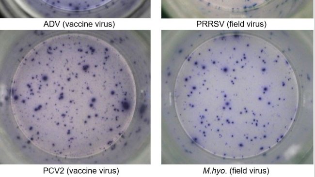 Fig. 1. Respostas específicas de antígeno IFN-γ ELISPOT em PBMC a agentes patogênicos de suínos. ADV: vírus da doença de Aujeszky; PRRSV: vírus da Síndrome Reprodutiva e Respiratóra Suína; PCV2: Circovírus Suíno tipo 2; M.hyo .: Mycoplasma hyopneumoniae. Cada mancha é devido à secreção de IFN-γ por linfócitos T reativos de memória/efetores. Entre parênteses é indicado o agente patogênico usado para reativar as células nas placas de teste.