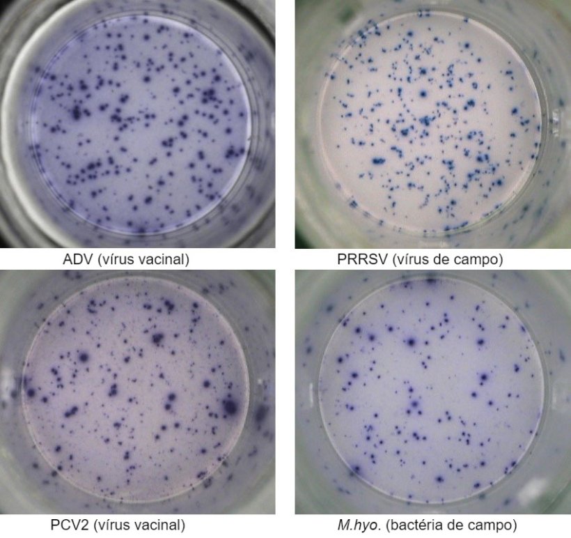 Fig. 1. Respostas espec&iacute;ficas de ant&iacute;geno&nbsp;IFN-&gamma; ELISPOT em PBMC a agentes patog&ecirc;nicos de su&iacute;nos. ADV: v&iacute;rus da doen&ccedil;a de Aujeszky; PRRSV: v&iacute;rus da&nbsp;S&iacute;ndrome&nbsp;Reprodutiva&nbsp;e Respirat&oacute;ra&nbsp;Su&iacute;na; PCV2: Circov&iacute;rus Su&iacute;no tipo 2; M.hyo .: Mycoplasma hyopneumoniae. Cada mancha &eacute; devido &agrave; secre&ccedil;&atilde;o de IFN-&gamma; por linf&oacute;citos T reativos de mem&oacute;ria/efetores. Entre par&ecirc;nteses &eacute; indicado o agente patog&ecirc;nico usado para reativar as c&eacute;lulas nas placas de teste.
