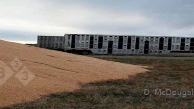 Imagem 2. Proximidade de veículos de transporte contaminados e armazenamento externo de milho. Fonte: Dr. Doug McDougald.