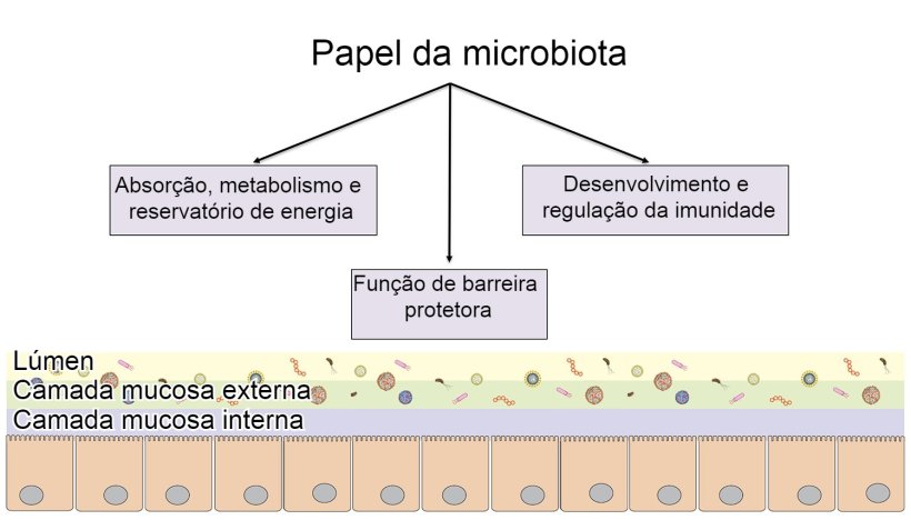 Fun&ccedil;&otilde;es da microbiota: barreira intestinal, digest&atilde;o e metabolismo de nutrientes e regula&ccedil;&atilde;o da imunidade.
