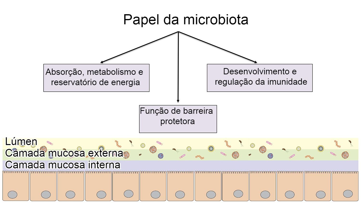 Fun&ccedil;&otilde;es da microbiota: barreira intestinal, digest&atilde;o e metabolismo de nutrientes e regula&ccedil;&atilde;o da imunidade.
