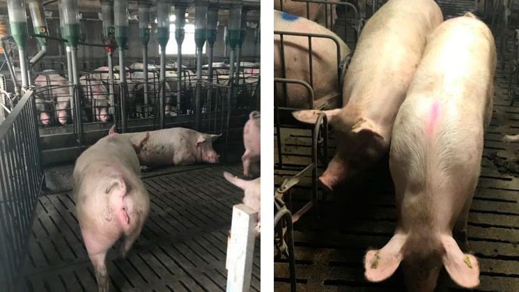 Foto 1. Deslocamento de reprodutoras aos 35 dias de gesta&ccedil;&atilde;o.
