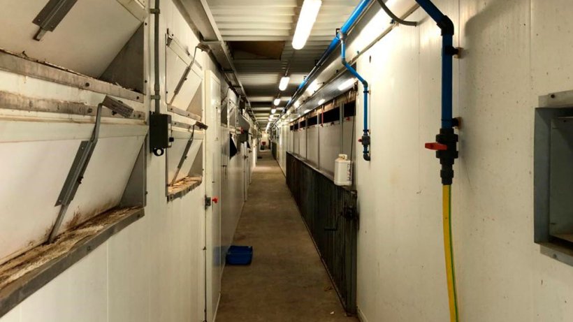 Imagem&nbsp;2. A utiliza&ccedil;&atilde;o de pedil&uacute;vios na entrada das maternidades, bem como as medidas de limpeza geral e ordem na granja, s&atilde;o importantes para minimizar a press&atilde;o de infec&ccedil;&atilde;o.
