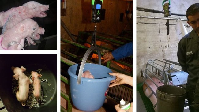 Figura 3. Imagem da pesagem no nascimento e diferenças no tamanho dentro da mesma leitegada.