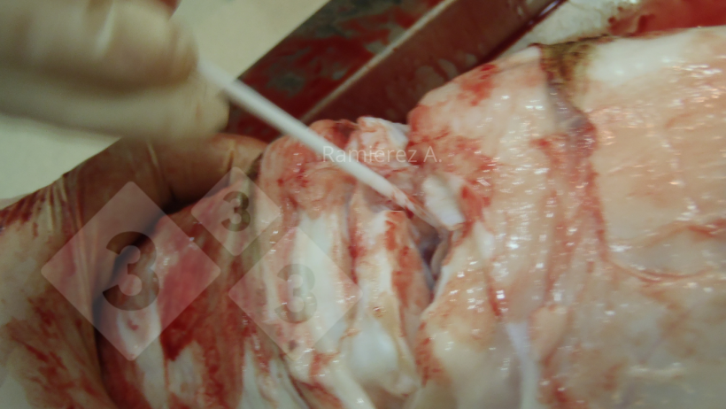 Figura&nbsp;2. Recogida de muestra de l&iacute;quido articular con un hisopo. Se abre la articulaci&oacute;n y se frota&nbsp;r&aacute;pidamente con el hisopo toda la superficie de la articulaci&oacute;n.
