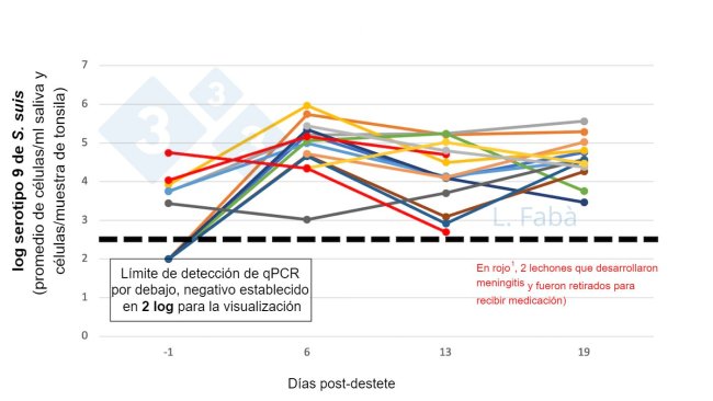 Figura 2. Concentração de S. suis na cavidade oral antes e após o desmame. A carga de S. suis sorotipo 9 (média das amostras de saliva e amígdala) muda após o desmame para 15 leitões de 3 leitegadas diferentes (atribuídas de acordo com a origem da fêmea, 3 por baia ao desmame).