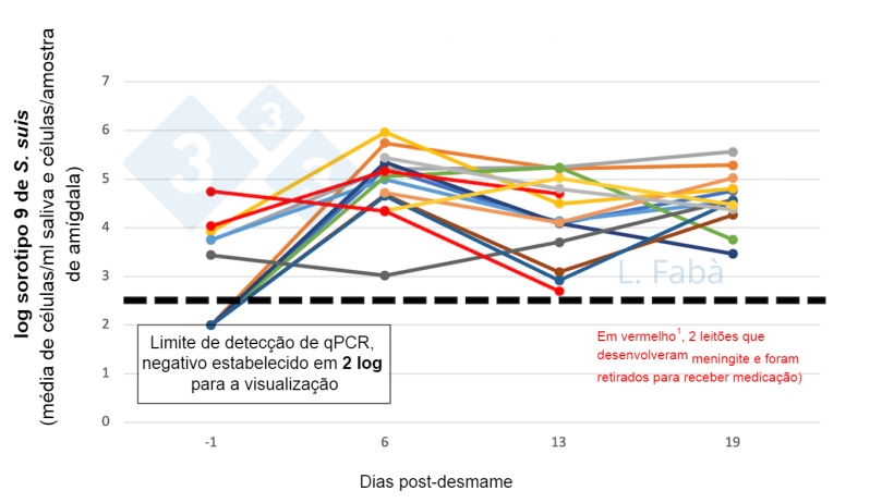 Figura 2. Concentra&ccedil;&atilde;o&nbsp;de S. suis na cavidade oral antes e ap&oacute;s o desmame. A carga de S. suis sorotipo 9 (m&eacute;dia das amostras de saliva e am&iacute;gdala) muda ap&oacute;s o desmame para 15 leit&otilde;es de 3 leitegadas diferentes (atribu&iacute;das de acordo com a origem da f&ecirc;mea, 3 por baia ao desmame).
