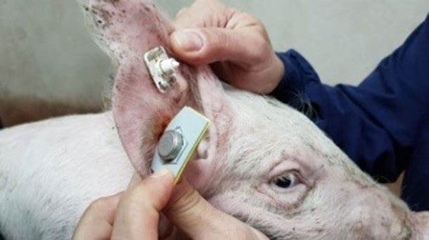 Sensor para registro cont&iacute;nuo da temperatura (Requejo et al. 2018)
