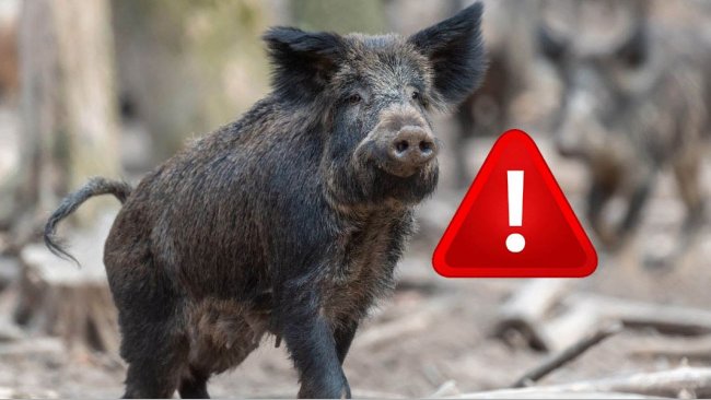 Alemanha detecta um novo caso de PSA em suínos domésticos