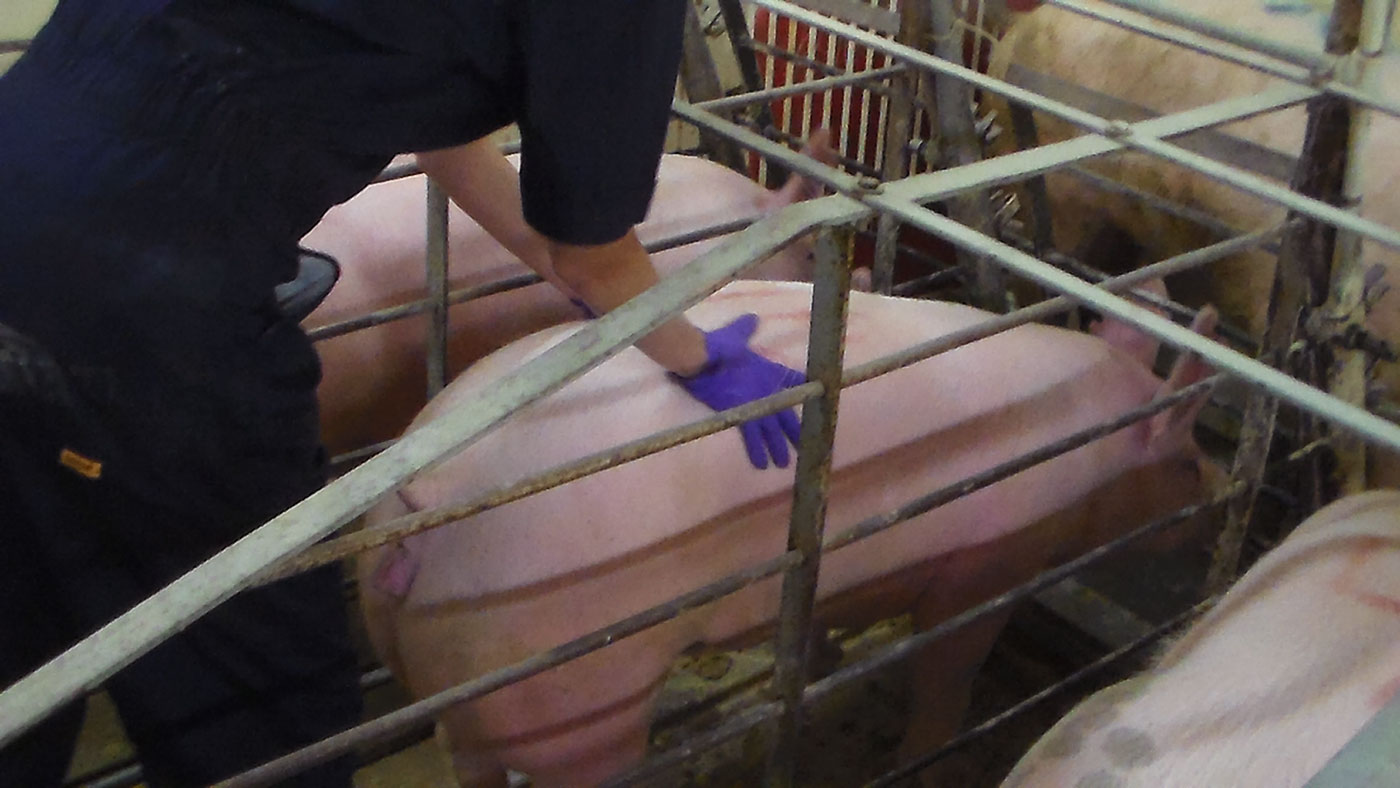 Leitoa com sinal de cio, im&oacute;vel e com orelhas em p&eacute;
