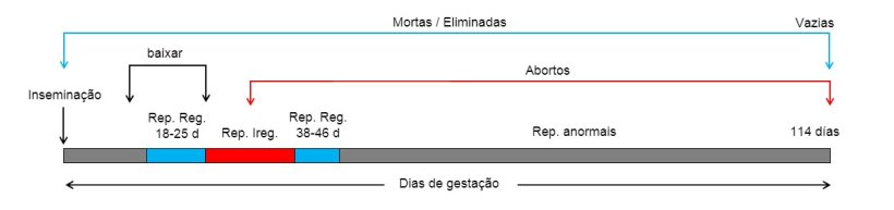 Gr&aacute;fico 1: Dias de gesta&ccedil;&atilde;o da f&ecirc;mea e poss&iacute;vel perda de cobertura no parto

