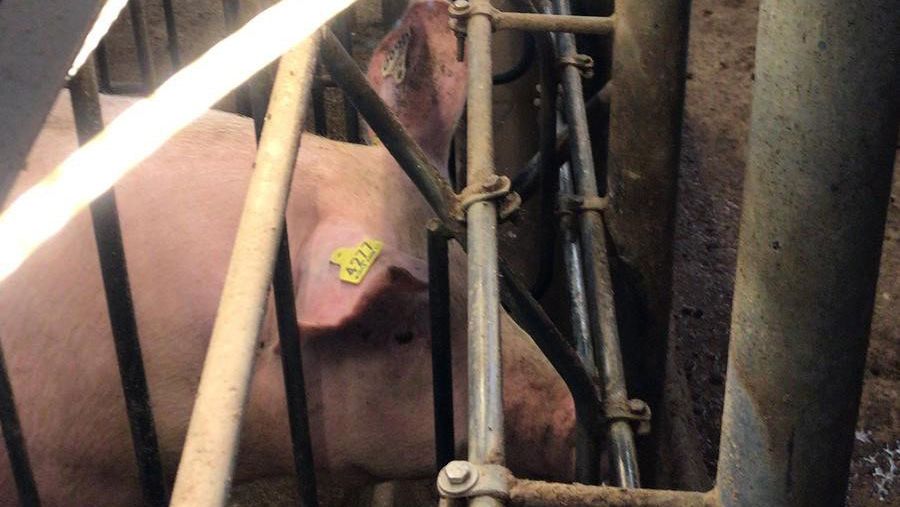 Imagem 2: Tubos de ilumina&ccedil;&atilde;o de&nbsp;led na altura dos olhos das f&ecirc;meas na baia de insemina&ccedil;&atilde;o..
