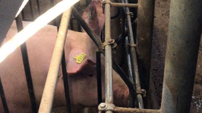 Imagem 2: Tubos de iluminação de led na altura dos olhos das fêmeas na baia de inseminação..