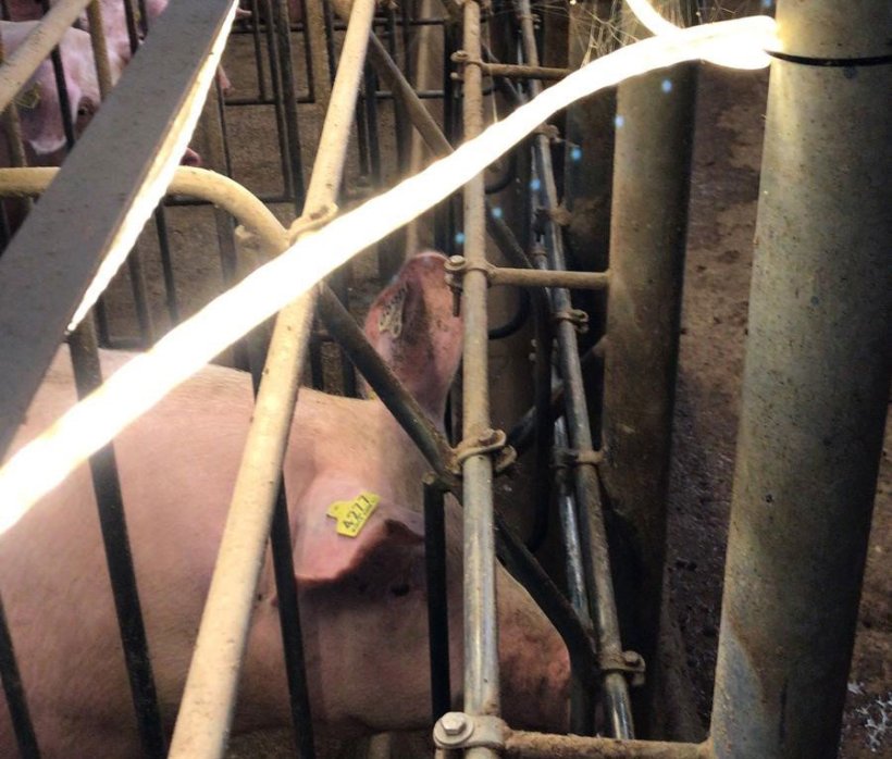 Imagem 2: Tubos de ilumina&ccedil;&atilde;o de&nbsp;led na altura dos olhos das f&ecirc;meas na baia de insemina&ccedil;&atilde;o..
