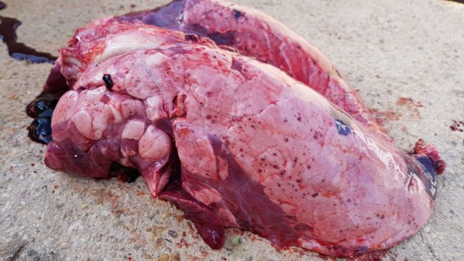 Figura 1. Lesões causadas pela Influenza suína