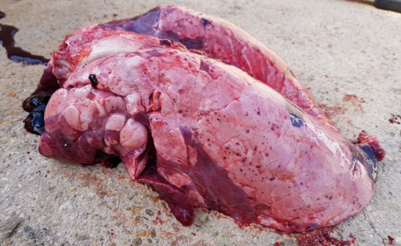 Figura 1.&nbsp;Les&otilde;es causadas pela Influenza su&iacute;na
