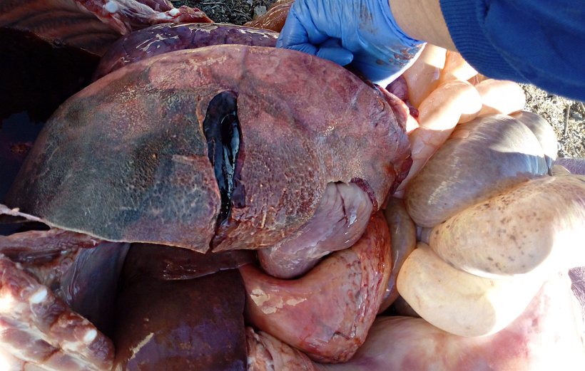 Figura 2.&nbsp;Les&otilde;es causadas por Actinobacillus pleuropneumoniae
