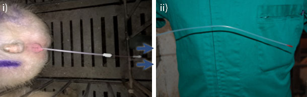 Fim&nbsp;da&nbsp;insemina&ccedil;&atilde;o
