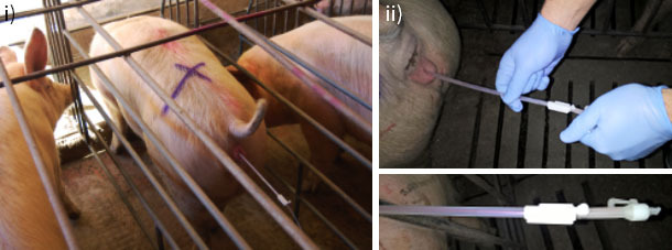 Material de insemina&ccedil;&atilde;o
