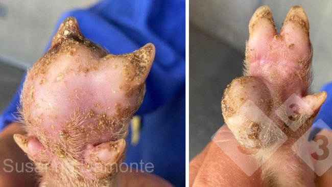 Figura 2. Lesão plantar em um leitão de 15 dias