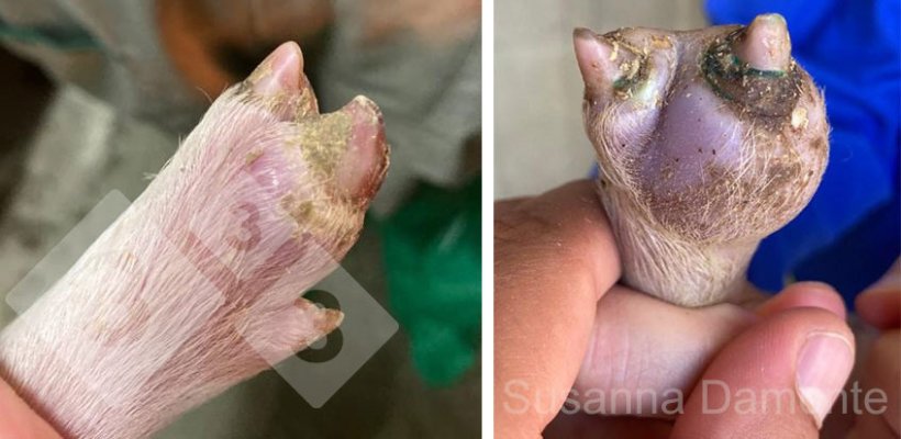 Figura 1. Inflama&ccedil;&atilde;o da banda coron&aacute;ria
