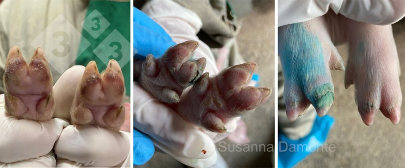 Figura 6. Les&otilde;es nas patas (coxim plantar&nbsp;e faixa coron&aacute;ria) aos 4 dias de idade.
