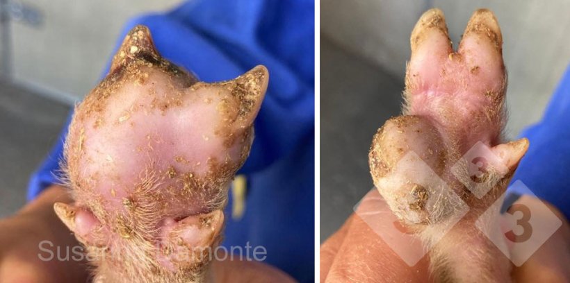 Figura 2. Les&atilde;o plantar em um leit&atilde;o de 15 dias
