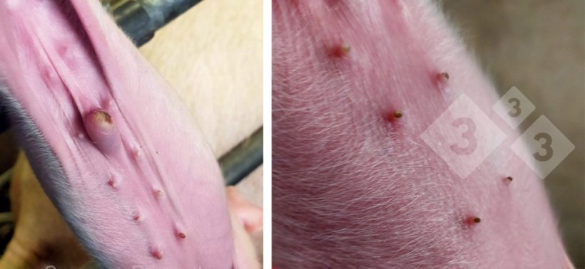 Figura 4.Les&otilde;es de umbigo e tetos.
