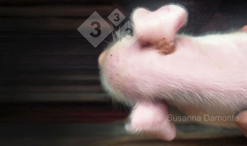 Figura 5.&nbsp;Les&otilde;es na base das orelhas
