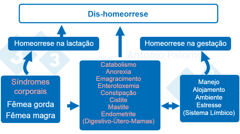 Figura 1. Desordens metab&oacute;licas em animais reprodutivos. Fisiopatologia p&oacute;s-parto, 2015. (Palomo, 2015).
