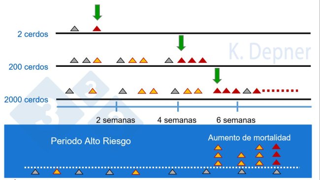 Figura 1. Período de alto risco e tamanho da granja. Nos pequenos geralmente é mais fácil detectar a PSA precocemente devido ao pequeno número de animais, enquanto nos grandes os primeiros animais doentes ou mortos podem passar despercebidos.