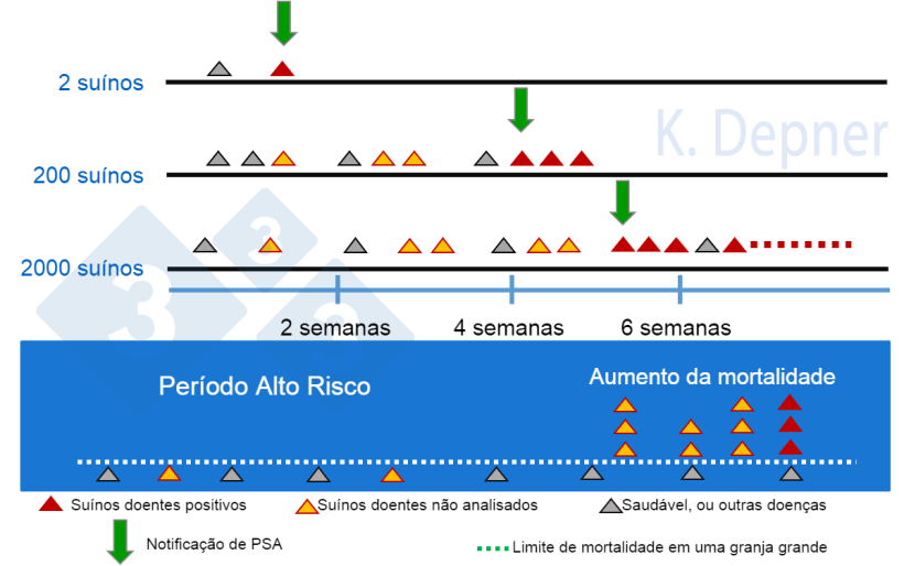 Figura 1. Per&iacute;odo de alto risco e tamanho da granja. Nos pequenos geralmente &eacute; mais f&aacute;cil detectar a PSA&nbsp;precocemente devido ao pequeno n&uacute;mero de animais, enquanto nos grandes os primeiros animais doentes ou mortos podem passar despercebidos.
