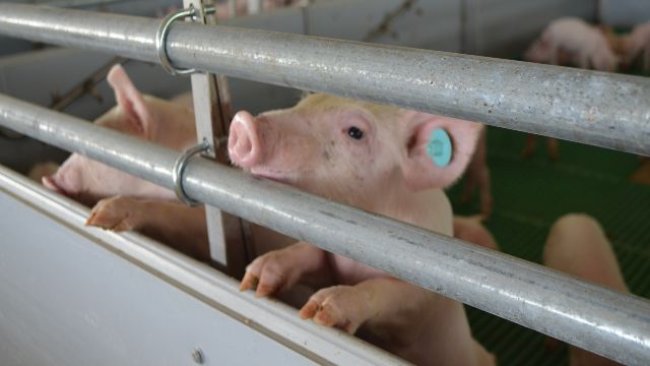 ICA, estableció medidas sanitarias prevenir PPA