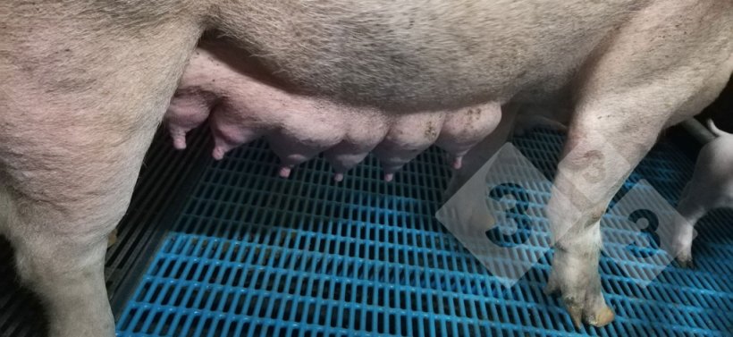 Figura 10.&nbsp;Baia da maternidade com f&ecirc;meas livres.
