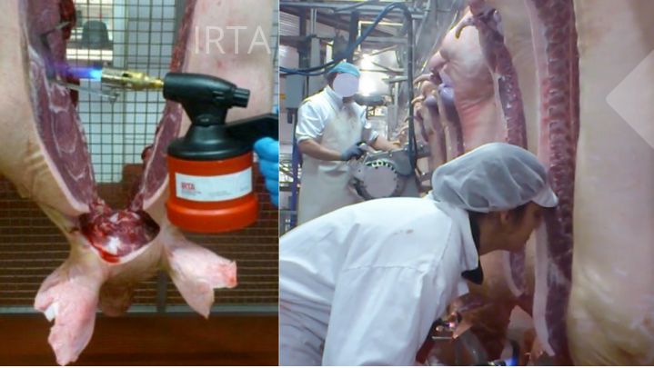 Figura 1: Avalia&ccedil;&atilde;o da carca&ccedil;a e da gordura na linha pelo nariz humano.
