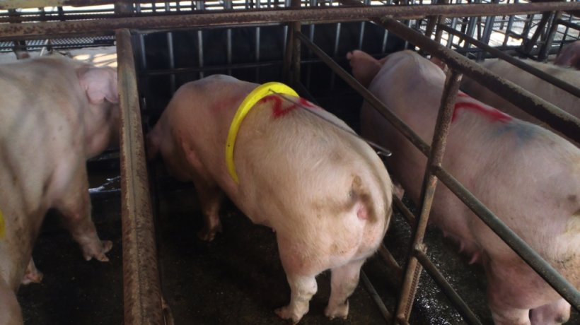 Um macho muito jovem e com uma l&iacute;bido muito baixa que, pese a estar em frente das porcas em cio, foi dormir.