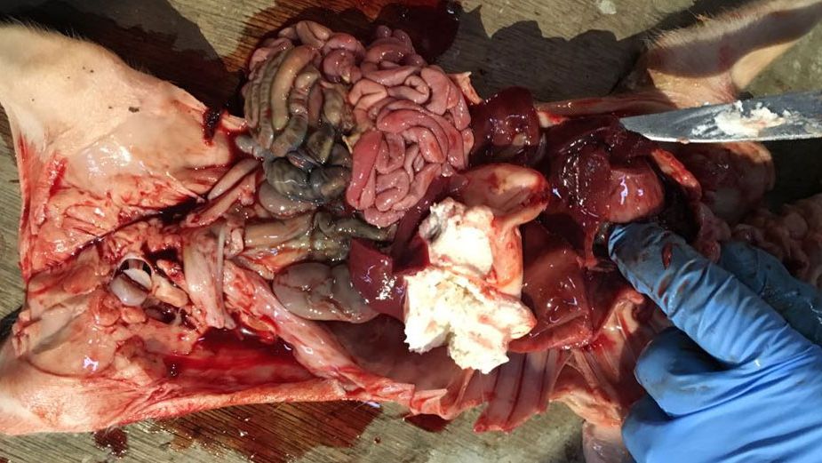 Figura 2. Leit&atilde;o de quatro dias com hemoperit&ocirc;nio&nbsp;e hemot&oacute;rax com o est&ocirc;mago cheio.
