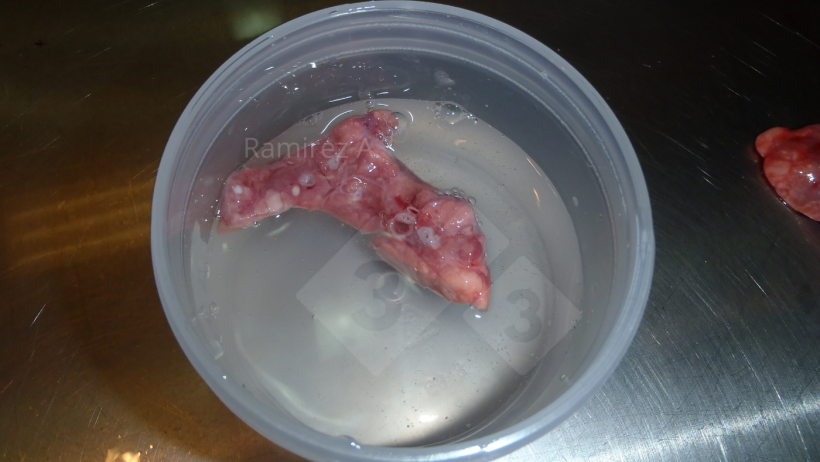 Figura&nbsp;2. Boa amostra de tecido pulmonar para histopatologia com presen&ccedil;a de vias a&eacute;reas (c&iacute;rculos brancos redondos) em corte transversal.
