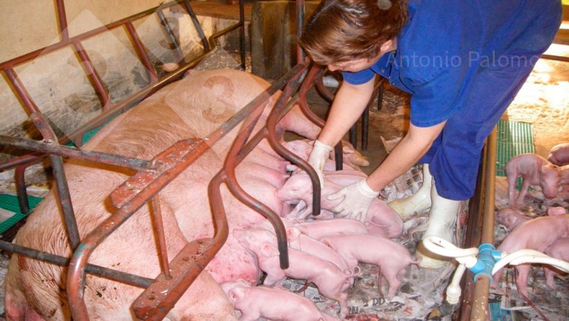 Foto 1.&nbsp;Fornecimento de colostro para leit&otilde;es rec&eacute;m-nascidos (Palomo, A).
