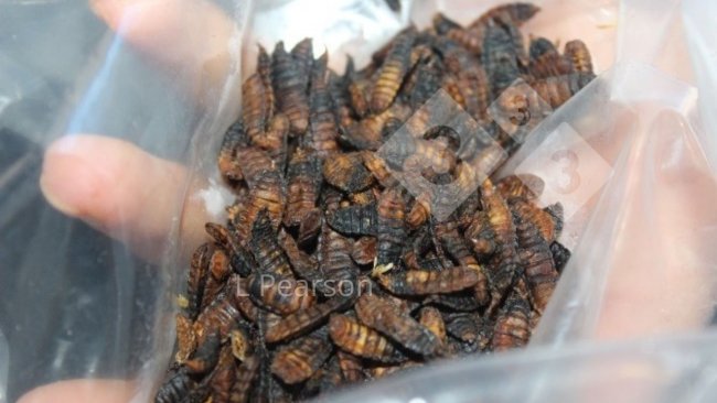 Figura 1. Produção de larvas de mosca soldado negra.