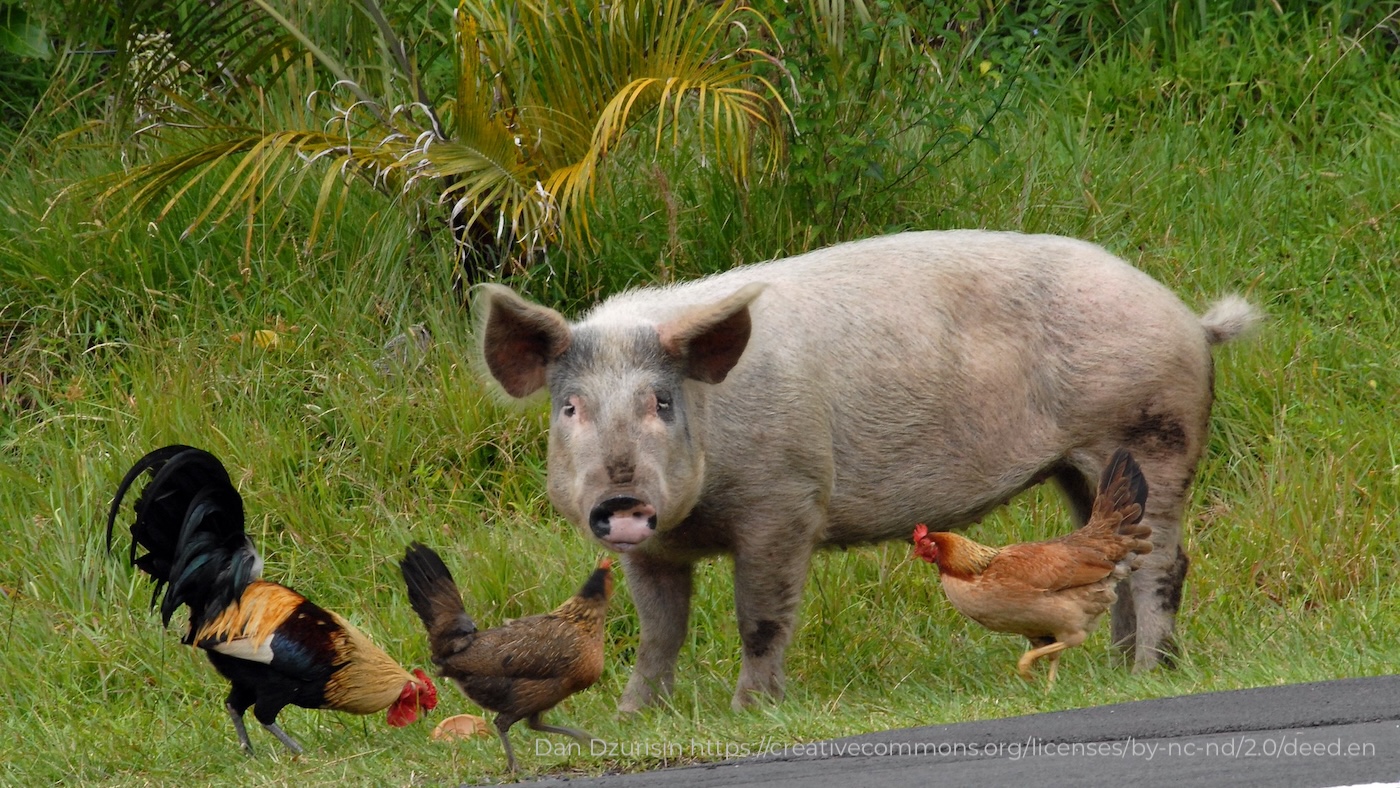 Saúde animal recebe apenas 0,6% dos recursos globais em saúde