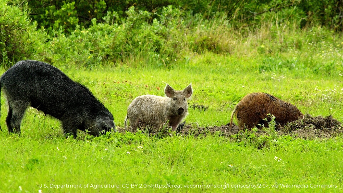 USDA anuncia US$ 35 milhões para combater suínos asselvajados