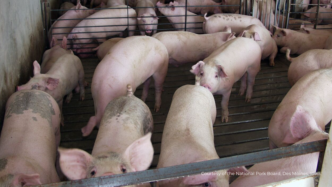 Produção de carne suína da China cresceu no 1º semestre de 2026