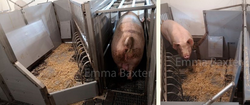 Foto 2. Um exemplo de prot&oacute;tipos deste tipo de alojamento (PIGSAFE). Fonte: Emma Baxter.
