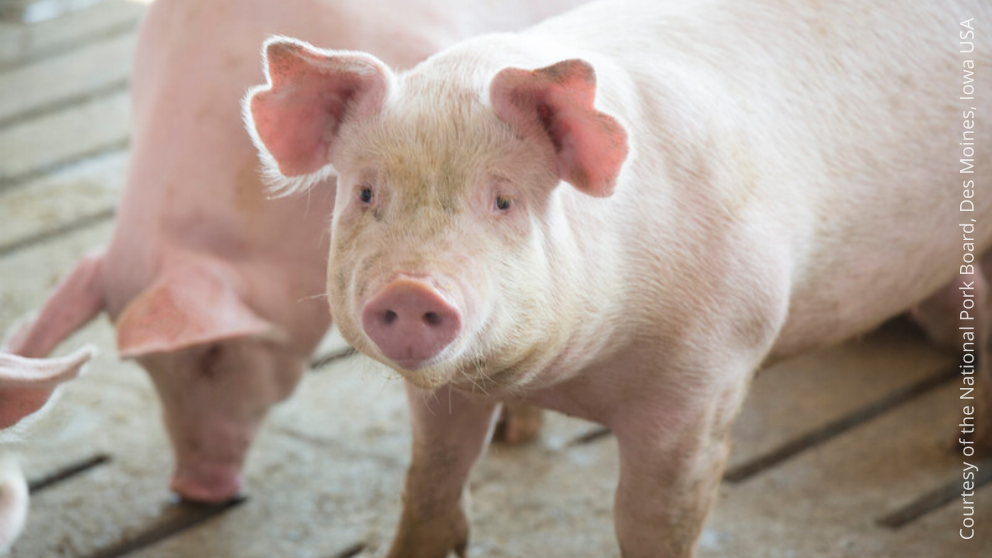 Japão: previsões para a produção e o comércio de carne suína em 2027