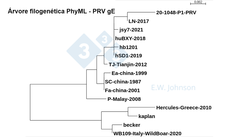 Imagen 5. &Aacute;rvore filogen&eacute;tica PhyML - PRV gE mostrando cepas tipo 1 (kaplan/becker-like), cepas "cl&aacute;ssicas" tipo 2 (Fa/SC/Ea-like) e cepas tipo 2 de maior virul&ecirc;ncia (TJ/hb1201-like). Casos recentes de PRV, este caso [20-1048] e encefalite humana PRV hSD1-2019 s&atilde;o agrupados com TJ/hb1201.
