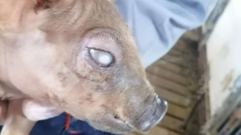 Imagem&nbsp;1. Su&iacute;no com opacidade de c&oacute;rnea.
