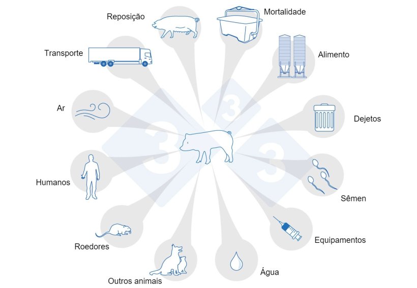 Figura 1. Rotas de transmiss&atilde;o PRRS. Adaptado de USSEC, 2021 e Broes, e Boutin, 2002.
