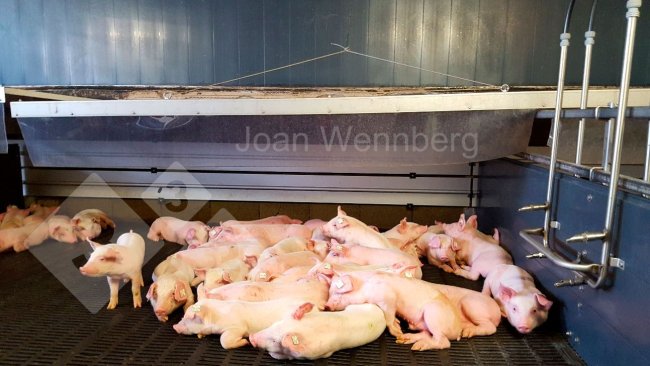 Imagem 1. Leitões com frio.